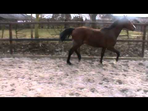 3j. Oldbg. Hengst v. Lordanos - Zeus - Grannus - Argentinus