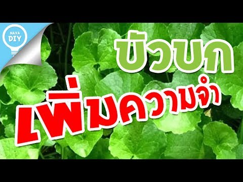 สาโทเซนต์จอห์นสำหรับแรงชาย ตำนานและตำนานของค้อนของ ธ อร์