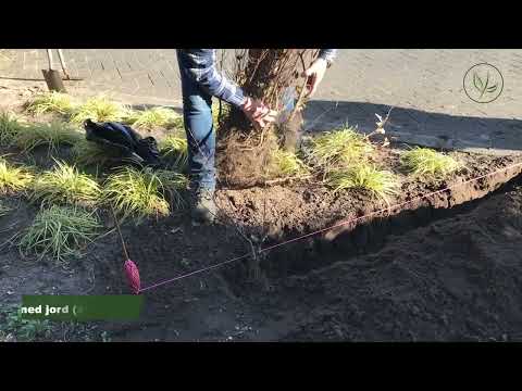 Kan jag plantera själv? | Tips om häckväxter