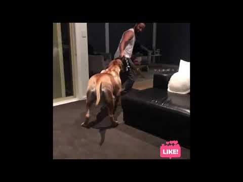 Dog Trying to keep this big girl busy and burn off some extra energy # dog  #