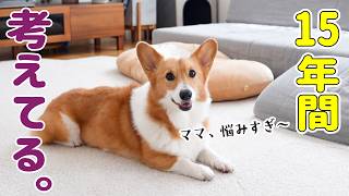 犬と暮らして15年。たくさん悩んできました。