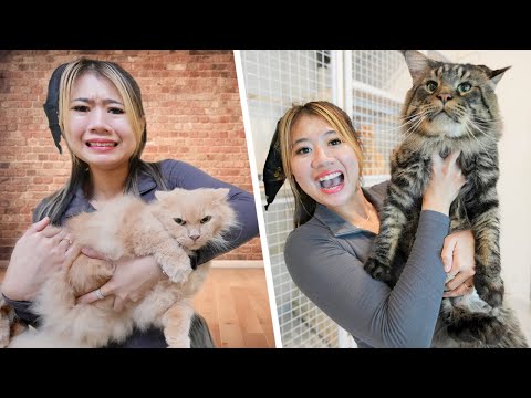 BOO THE CAT HAS A GIANT CAT FRIEND!!