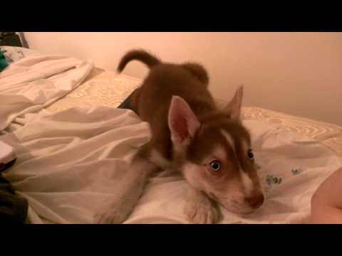 Autumn my Red Siberian Husky trying to sing an X Factor song