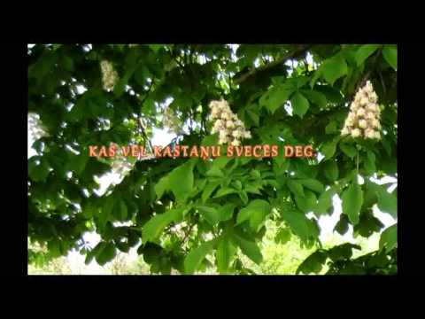 Kamēr kastaņu sveces deg