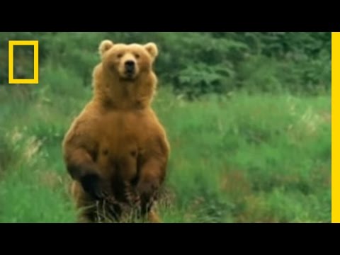 download lagu mp3 mp4 Kodiak Bear, download lagu Kodiak Bear gratis, unduh video klip Download Kodiak Bear Mp3 dan Mp4 Viral Gratis