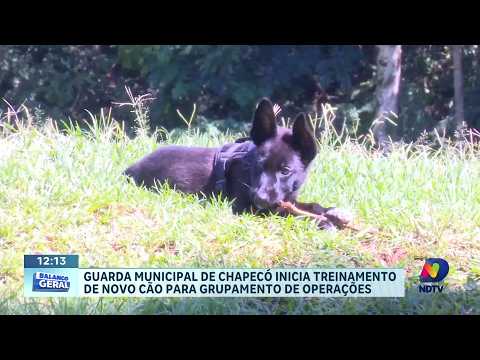 Novo cão reforça treinamento do grupamento da Guarda em Chapecó