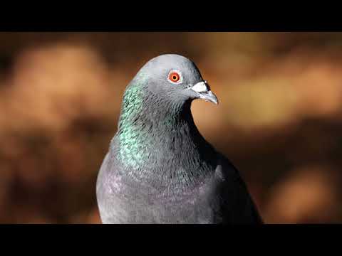 Collared Dove, Wood Pigeon, Stock Dove - Guess what bird it is #Polishbirds #birdsong #whatbird