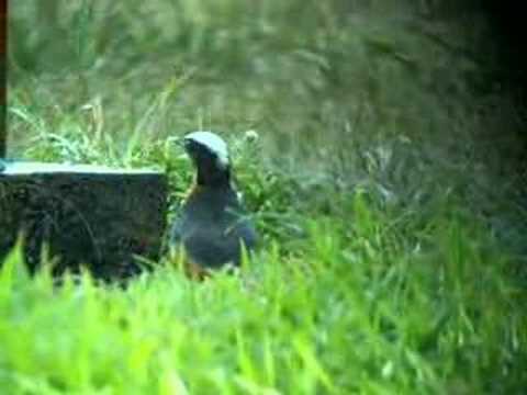 Drozdík veľký (Cossypha albicapillus) — video o speve a chove