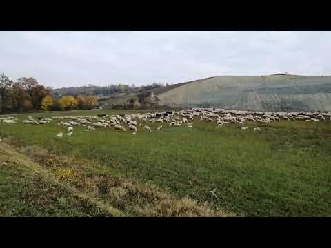 GREGGE al pascolo in Monferrato