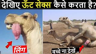 देखिए ऊँट सेक्स कैसे करता है ,देखकर दिमाग चकरा जाएगा | Interesting Facts about Camel | camel facts