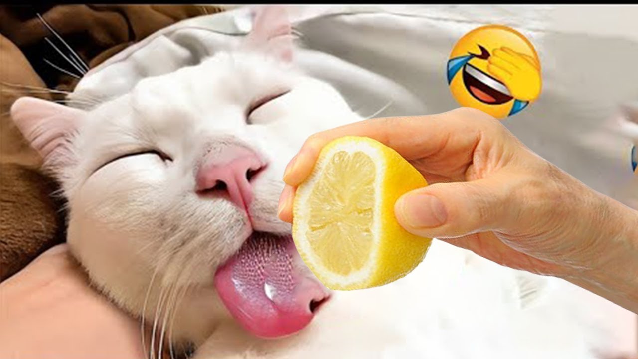 You Laugh You Lose😪🐶Funniest Dogs and Cats 2025🤔