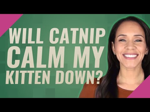 Will catnip calm my kitten down?
