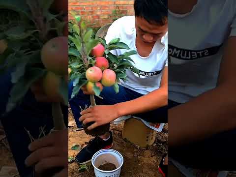 Beautiful Apple Bonsai Trees  Changing Pot #satisfying #shot