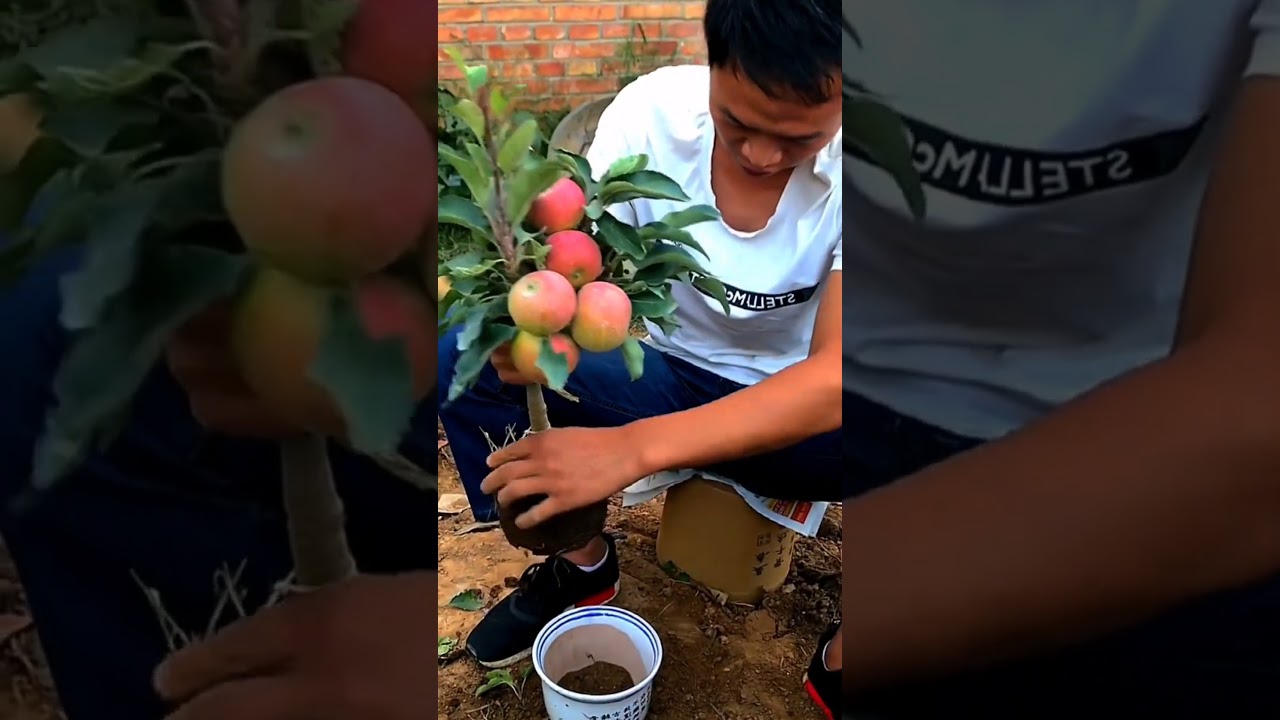 Beautiful Apple Bonsai Trees  Changing Pot #satisfying #shot