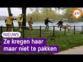 Zwemmende koe houdt hulpdiensten bezig