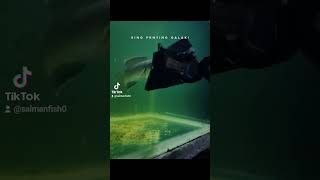 Download lagu ikan channa limbata mangap mangap #channa #channagalak #videoshort #channabarca mp3 Download lagu ikan channa limbata mangap mangap #channa #channagalak #videoshort #channabarca mp3