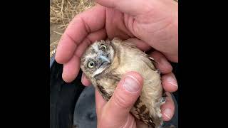 Goodbye chemical weapons, hello burrowing owls (reprise)