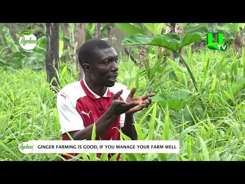 AYEKOO! GINGER FARMING IS GOOD IF YOU MANAGE YOUR FARM WELL.