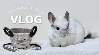 チンチラとの暮らし｜ごはんと趣味と、5〜6月の記録｜chinchilla PORO₍ᐢ.ˬ.ᐢ₎
