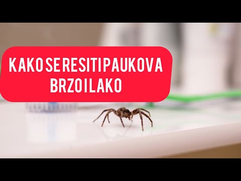 KAKO SE REŠITI PAUKA LAKO: Za 10 dinara prirodno i bezbedno sredstvo protiv neprijatnih insekata