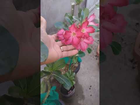 As melhores plantas de Alagoas cidade olho d'água das flores al 