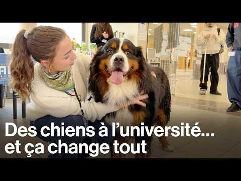 Dans cette université, les élèves peuvent venir avec leurs chiens le temps d'une journée