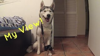 A Day In The Life Of A Husky! (Dogs Point Of View)