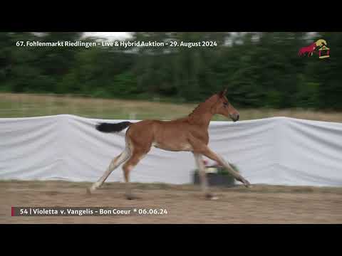 KN 54 - SF v. Vangelis - Bon Coeur