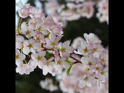 Muzikinio pavasario žiedai