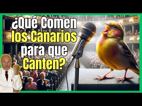 🔴 WHAT DO CANARIES EAT TO MAKE THEM SING? 🔴