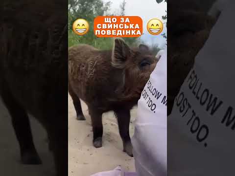 😁 Що за свинська поведінка