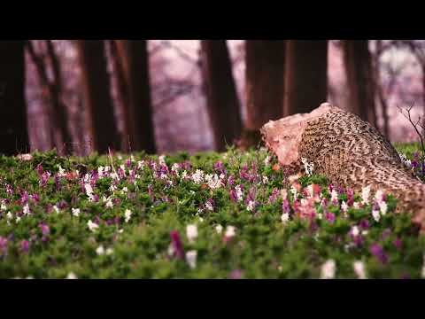 Die Bärenkopfroute - TIPP:  Lerchenspornblüte