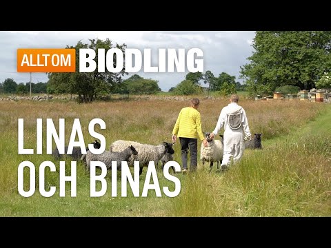 , title : 'Linas och binas - Ekologisk biodling på Österlen'