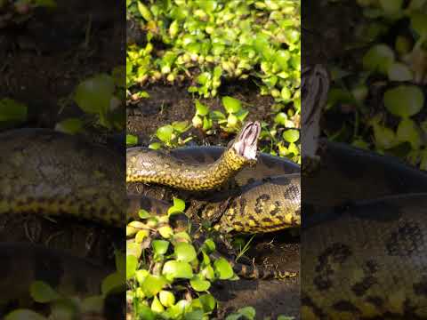 MADRE DE DIOS XII   ¿Por qué Madre de Dios es la Capital de la Biodiversidad del mundo?  #turismo