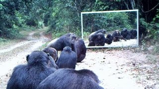 chimps and leopard addicted to mirror – à Nyonié chimpanzés et léopards accros au miroir