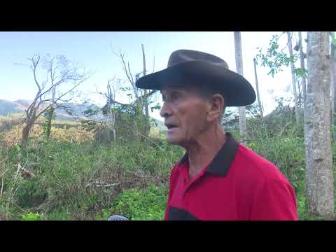 Afectaciones al sector cafetalero en Santiago de Cuba por Melissa