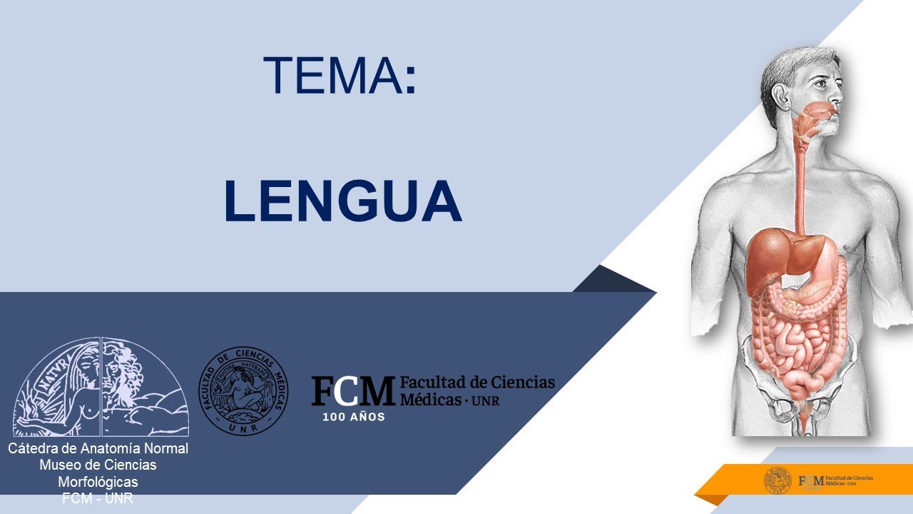 Aparato digestivo. Lengua