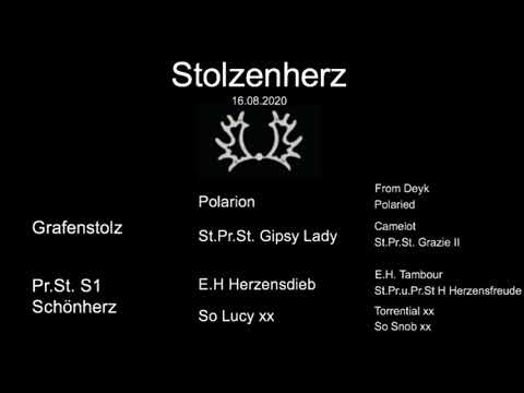 Stolzenherz - 20 months old (E.H. Grafenstolz TSF a.d. Pr.St.S1 Schönherz v. E.H. Herzensdieb).