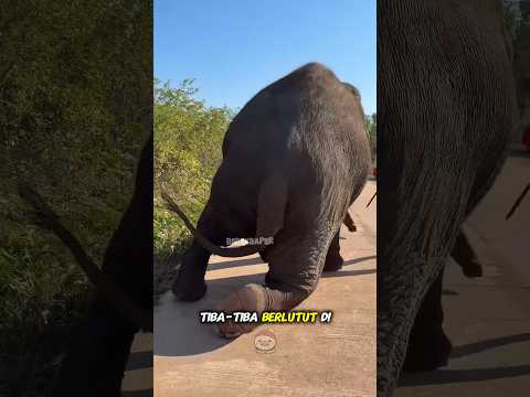 Detik-Detik Gajah Meminta Tolong, Apa yang Ditemukan Bikin Merinding!