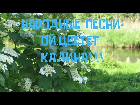 ОЙ, ЦВЕТЕТ КАЛИНА!!!