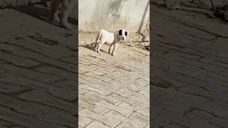 Bully Kutta Puppies Videos