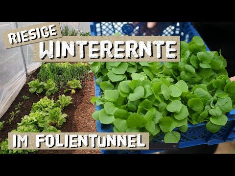Wintergemüse im Folientunnel - Riesenvielfalt und Ernte im Dezember