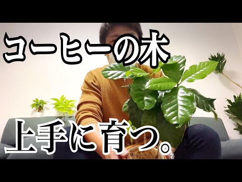園芸 アラビアンコーヒーの木