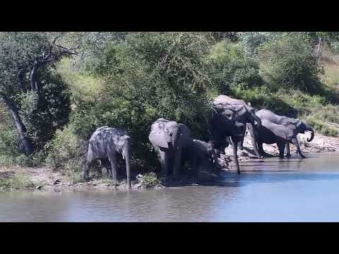 Djuma: Hippo out grazing and Elephant herd arrives - 14:03 - 04/19/2023