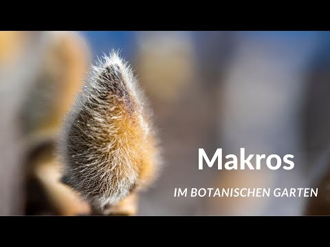Makrofotografie im Botanischer Garten