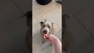 Video preview image #1 Labrador Retriever-Unknown Mix Puppy For Sale in Chandler, AZ, USA