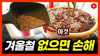 피해 보기 전에 지금 당장 준비하세요, 겨울엔 '이거' 필수입니다ㅣ겨울철 식물 살리는 방법ㅣ곰팡이 없애는 방…