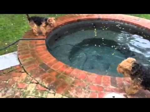 Welsh terrier helps out her mother