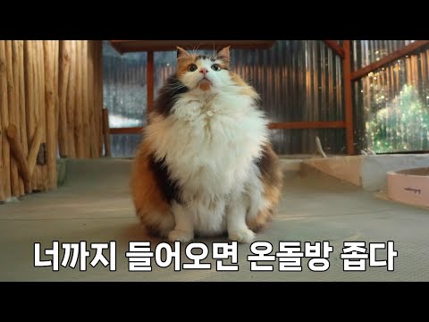 11마리 고양이들과 온돌방에서 새해 맞이하기
