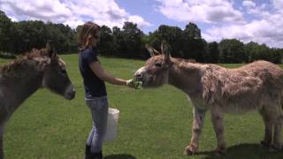 SASHA Farm Volunteering